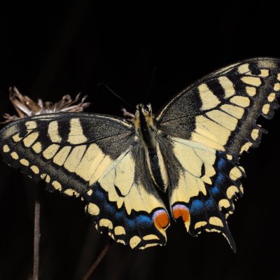 Papilio machaon (otakárek fenyklový), NPP Na Adamcích