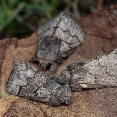 Trichiura crataegi, (bourovec hlohový), PP Černice