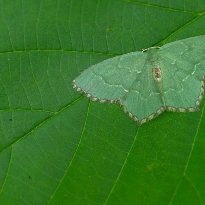 Hemithea aestivaria (zelenopláštník trnkový), Letohrad - Červená