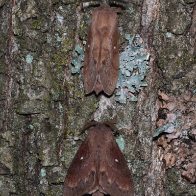 Dendrolimus pini (bourovec borový), Žebětín