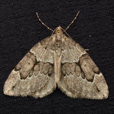 Thera juniperata (píďalka jalovcová), Žebětín