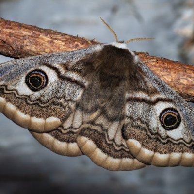 Saturnia pavoniella (martináč podobný), Devět křížů