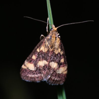 Pyrausta purpuralis (zavíječ purpurový), PR Kamenný vrch