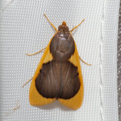 Prooedema inscisalis (-), TH, Khao Sok