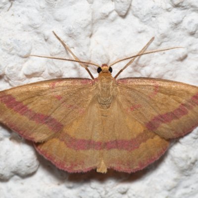 Rhodostrophia calabra (žlutokřídlec balkánský), HR, Jablanac