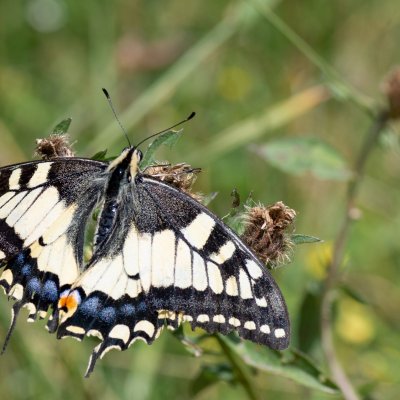 Papilio machaon (otakárek fenyklový), SK, Štôla