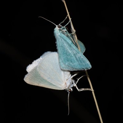 Pseudoterpna pruinata (zelenopláštník janovcový), Kývalka