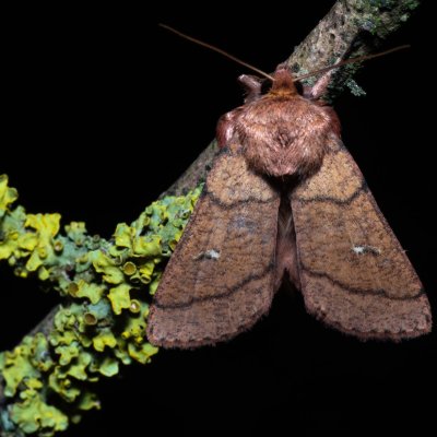 Mythimna turca (plavokřídlec mokřadní), PP Střelická bažinka