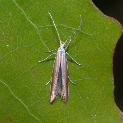 Coleophora sp., Hády - Ruženin lom