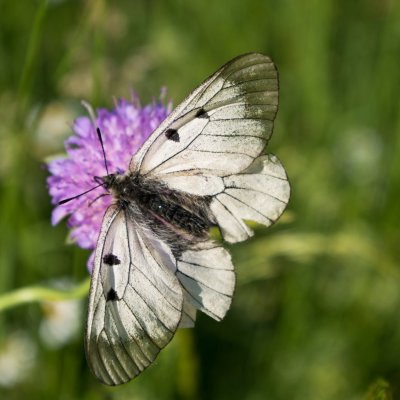 Parnassius mnemosyne (jasoň dymnivkový), PR Údolí Oslavy a Chvojnice