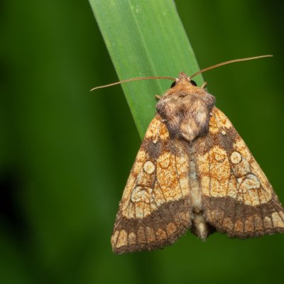 Gortyna flavago (šedavka diviznová), Kývalka