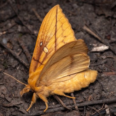 Euthrix potatoria (bourovec trávový), NPP Jeskyně Pekárna