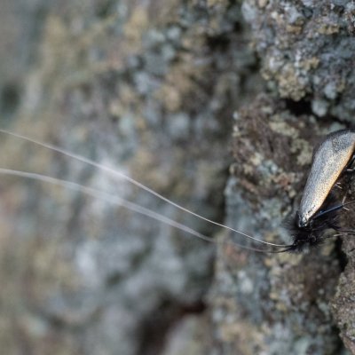 Adela reaumurella (adéla zelená), Žebětín
