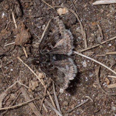 Metaxmeste schrankiana (-), IT, Jaufenpass, Jižní Tyrolsko