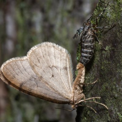 Operophtera brumata (píďalka podzimní), Žebětín
