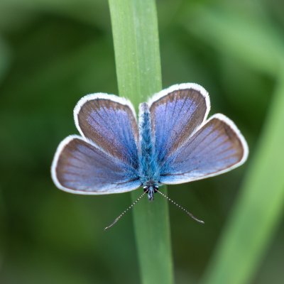 Plebejus argus (modrásek černolemý), PR Biskoupský kopec