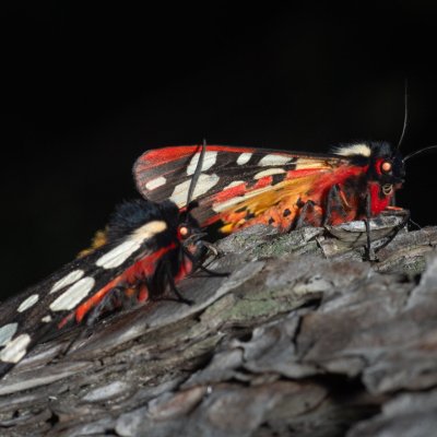 Arctia villica (přástevník špenátový), Kobylí