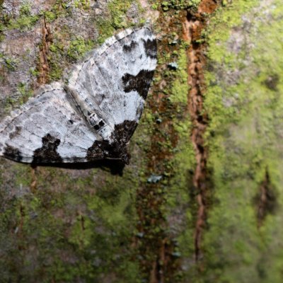 Xanthorhoe fluctuata (píďalka křenová) Lysá hora u Ochozu