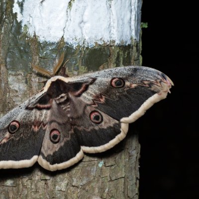 Saturnia pyri (martináč hrušňový), Augšperský potok