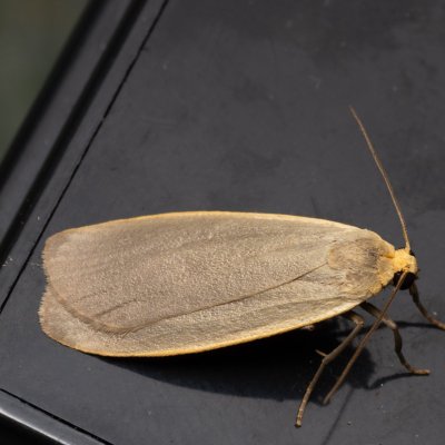 Eilema griseola (lišejníkovec šedý), PP Střelická bažinka