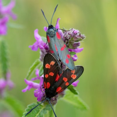 Zygaena filipendulae (vřetenuška obecná), SK, Štôla