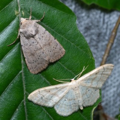 Hoplodrina respersa (blýskavka kropenatá), Žebětín