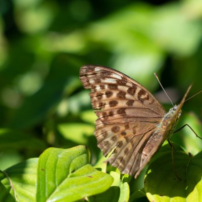 Argynnis paphia (perleťovec stříbropásek), Olomoučany
