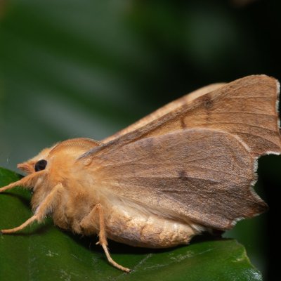 Ennomos erosaria (zejkovec lipový), Kývalka