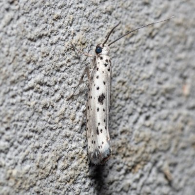 Yponomeuta plumbella (předivka menší), HR, Krasno