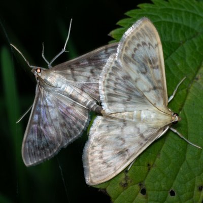 Pleuroptya ruralis (zavíječ kopřivový), Žebětín