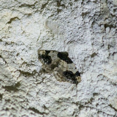 Ligdia adustata (skvrnopásník brslenový), PR Průchodnice