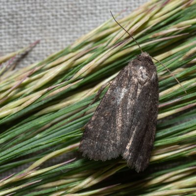 Athetis gluteosa (blýskavka šedohnědá), NPR Slanisko u Nesytu