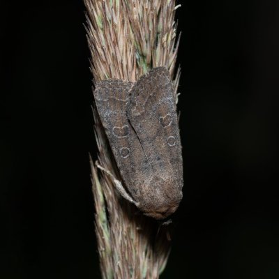 Hoplodrina blanda (blýskavka pampelišková), Devět křížů