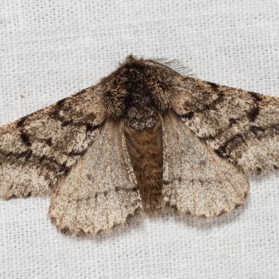 Lycia hirtaria (drsnokřídlec třešňový), PP Člupy