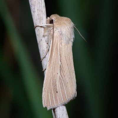 Mythimna pallens (plavokřídlec stepní), NS Bučín