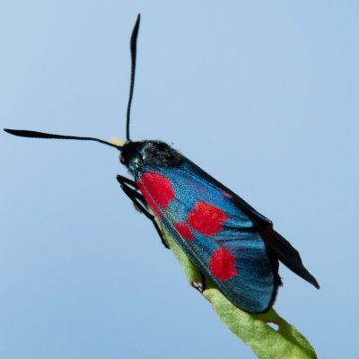 Zygaena viciae (vřetenuška komonicová), SK, Štôla