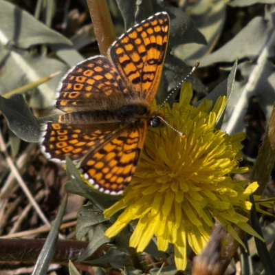 Melitaea cinxia (hnědásek kostkovaný), NP Podyjí