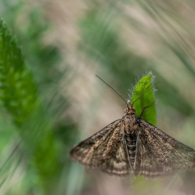 Pyrausta despicata (zavíječ stepní), PP Kozének