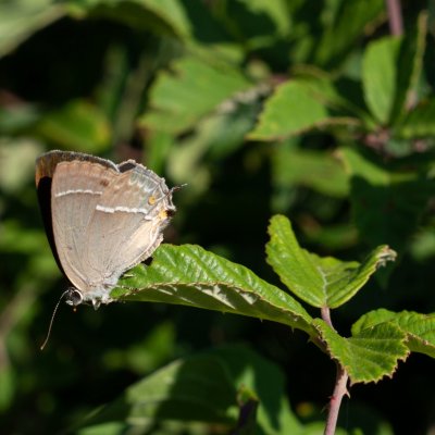Neozephyrus quercus (ostruháček dubový), HR, Pula