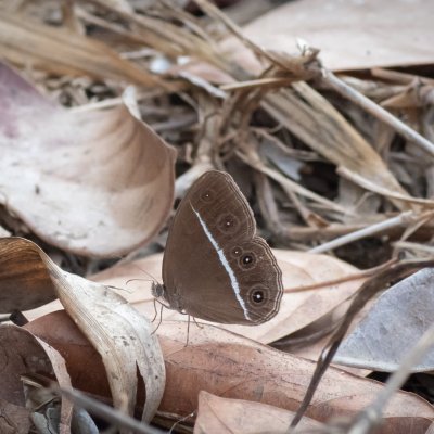 Orsotriaena medus (-), TH, Khao Sok