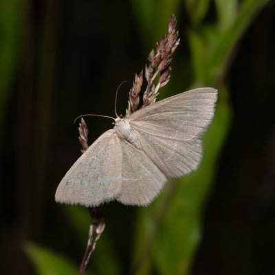 Chlorissa cloraria (zelenopláštník lískový), NPP Červený kopec