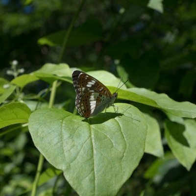 Limenitis camilla (bělopásek dvouřadý), NPR Zahrady pod Hájem