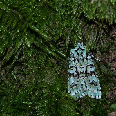 Griposia aprilina (pestroskvrnka zelenavá), PP Baba