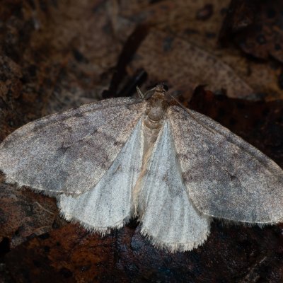 Operophtera brumata (píďalka podzimní), Stará dálnice, Brno