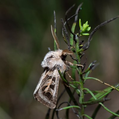 Episema glaucina (jasnobarvec západní), PP Milovická stráň
