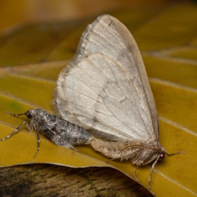 Operophtera fagata (píďalka lesní), Kývalka