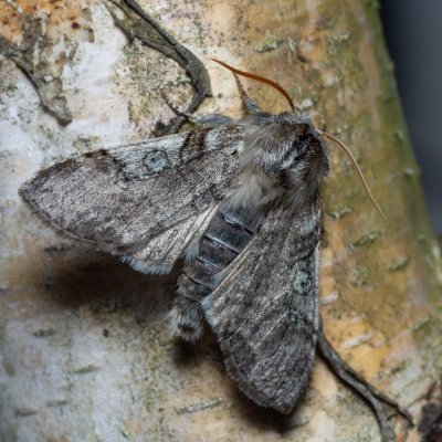 Achlya flavicornis (můřice jarní), Kývalka