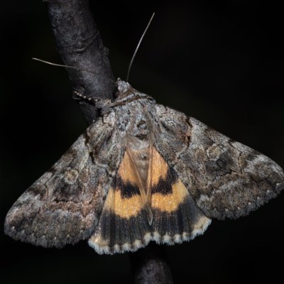 Catocala eutychea (-), GR, Myrtidion monastery, Korfu