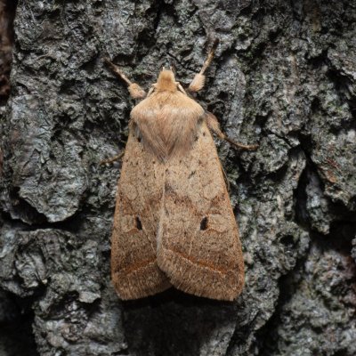 Agrochola macilenta (polnice buková), Kamenný vrch