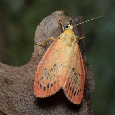 Miltochrista miniata (lišejníkovec půvabný), Žebětín